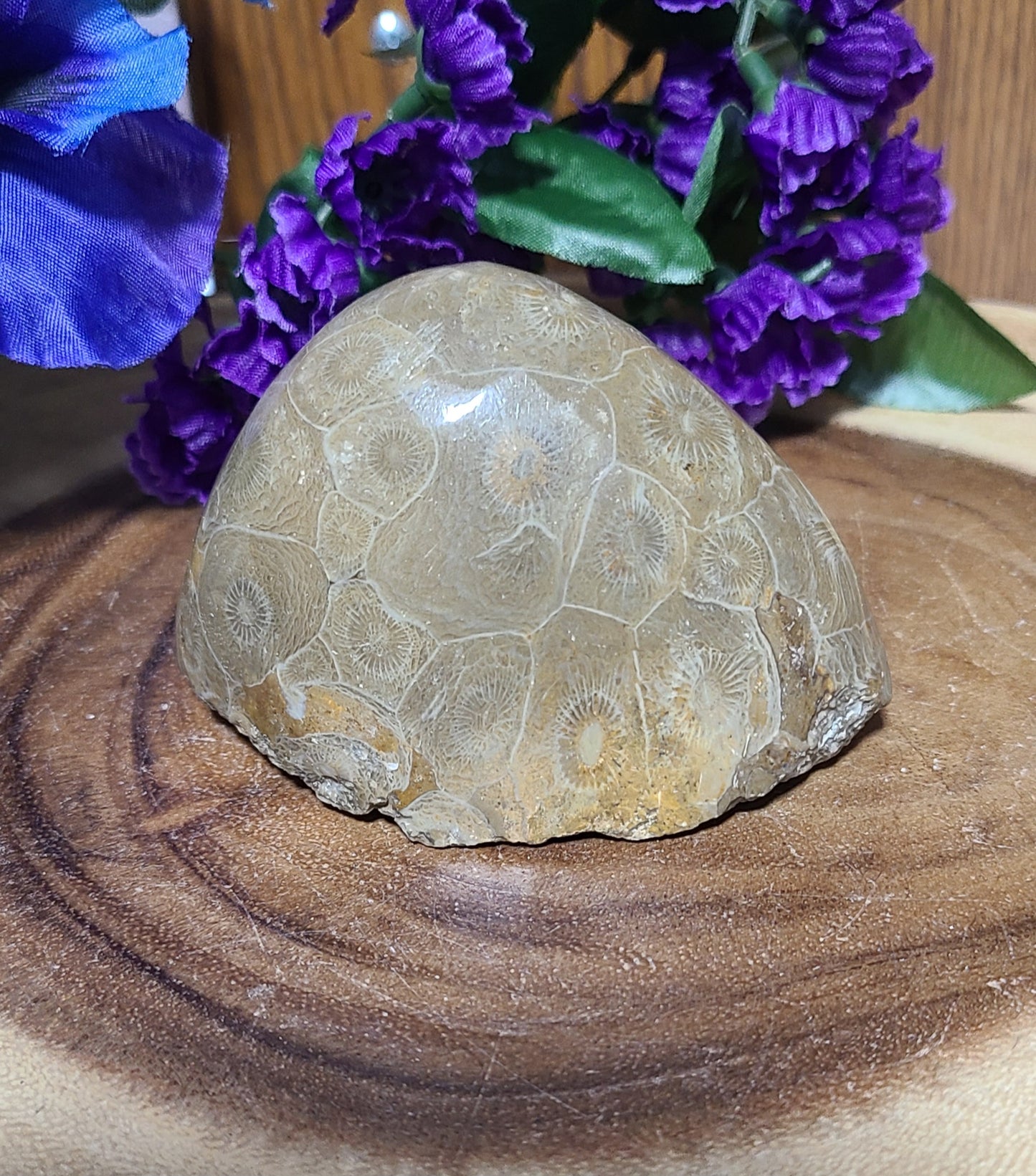 BIG Polished Fossilized Coral