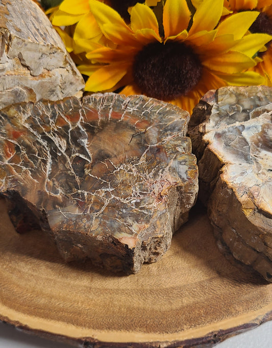 Massive Petrified Wood Pillars - Ultimate Grounding