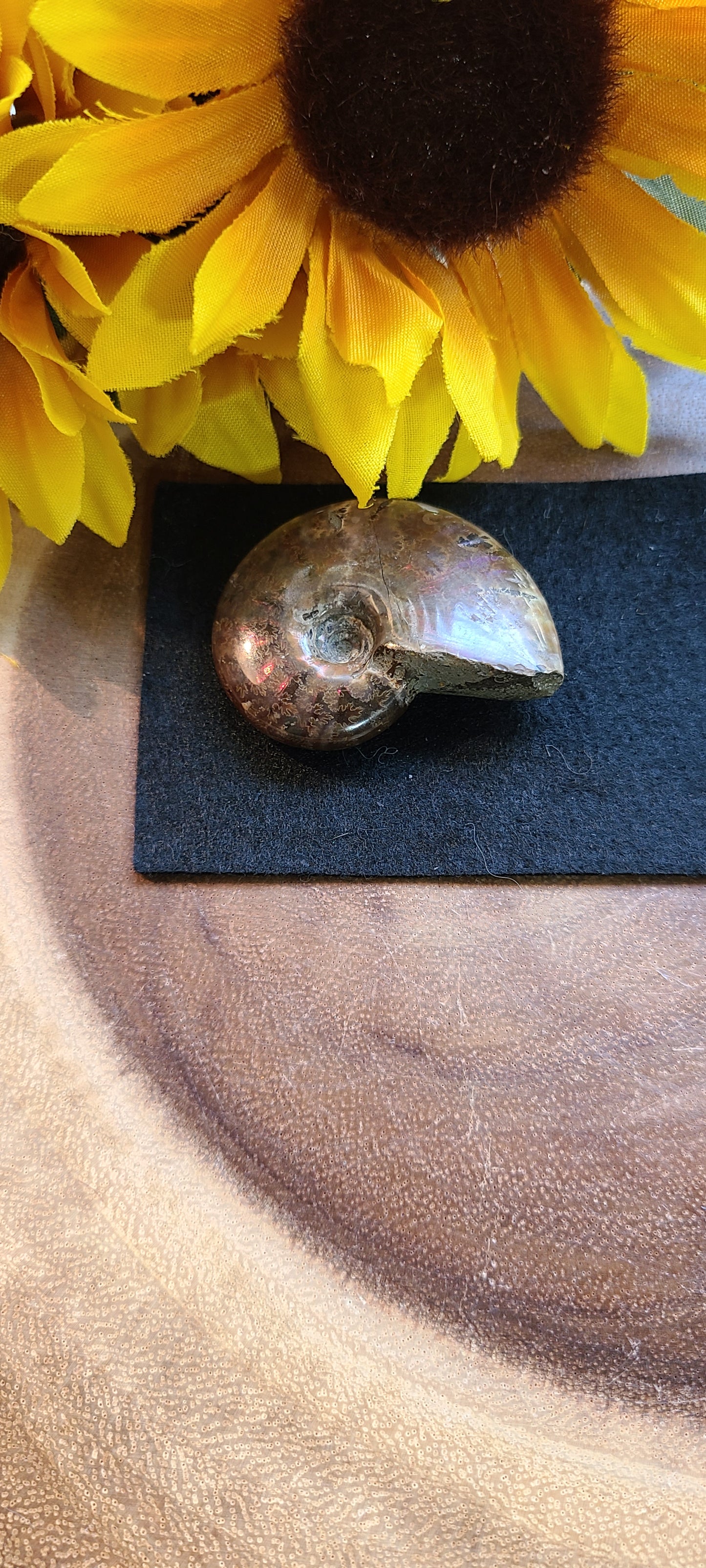 Polished Ammonite Fossils