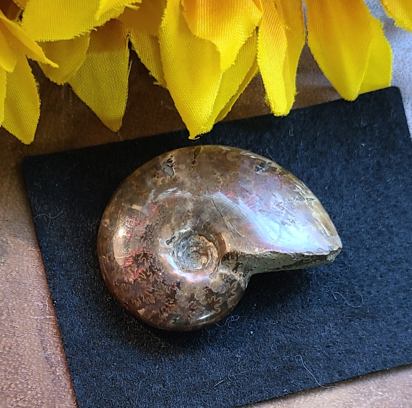 Polished Ammonite Fossils