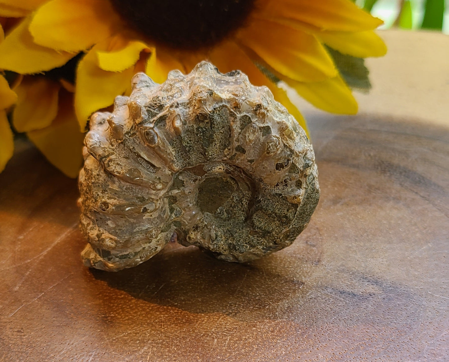 Raw Ammonite Fossils