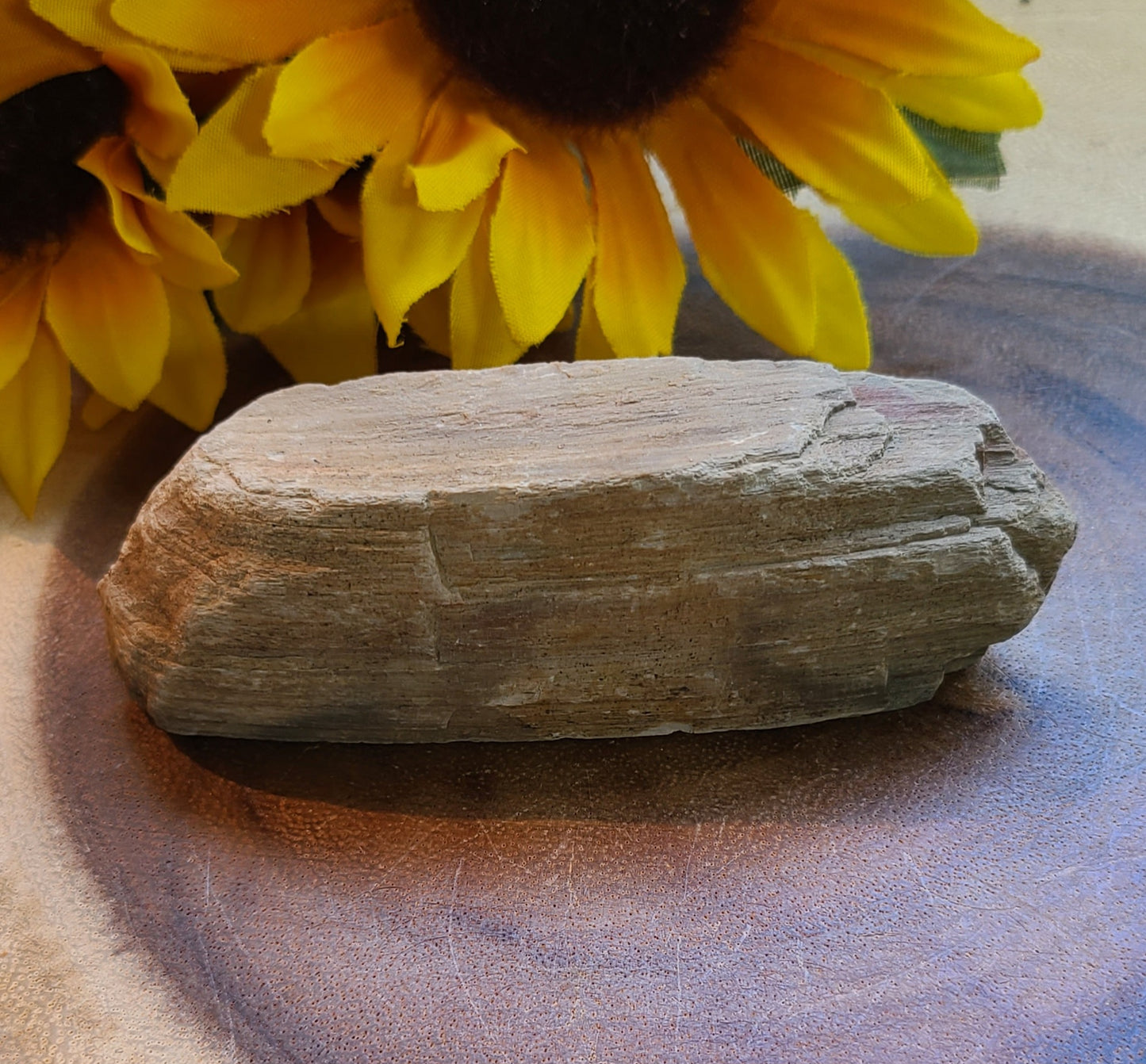 Petrified Wood Specimens - Ground & Connect