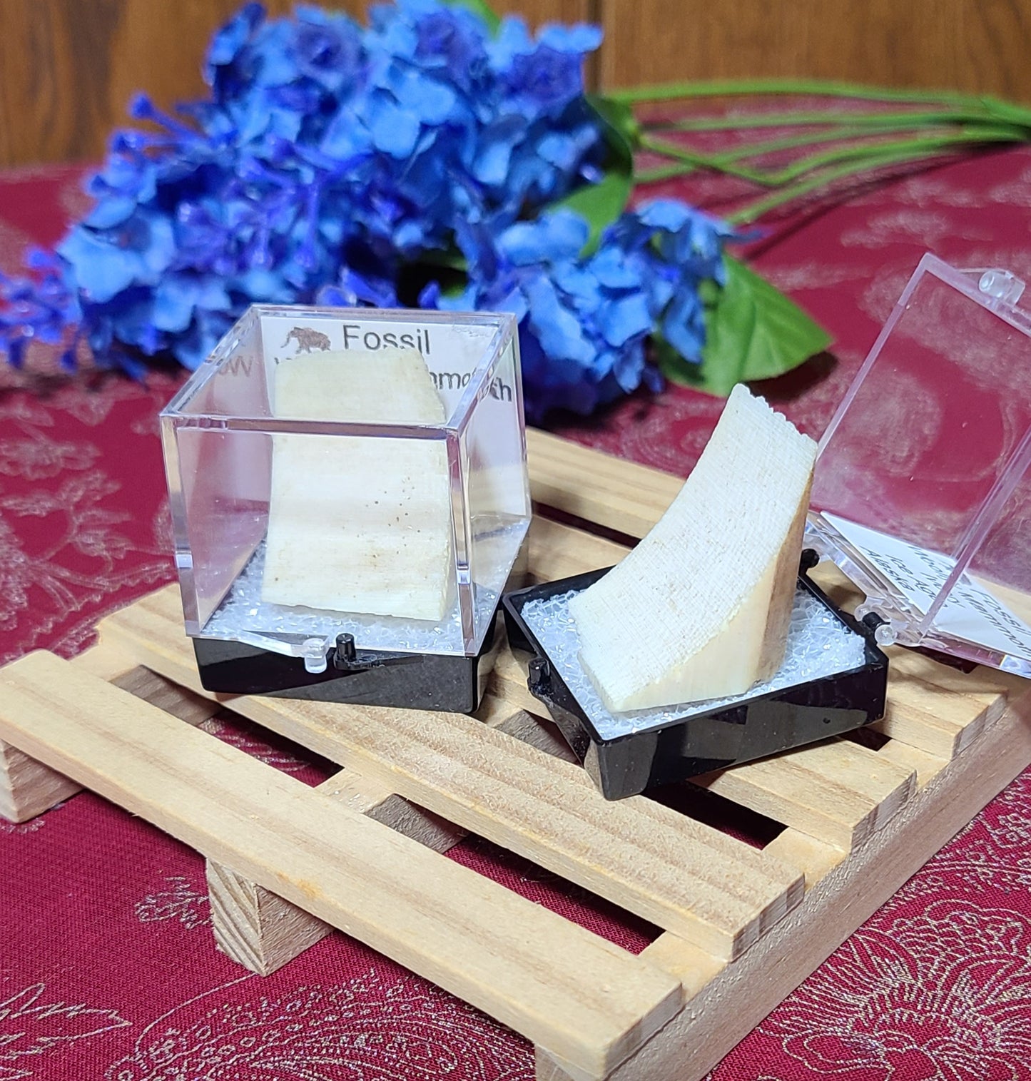 Boxed Wooly Mammoth Ivory Fossils