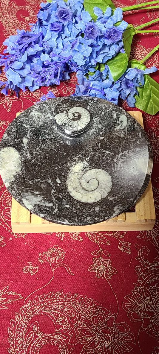 Large Orthoceras Ammonite Fossil Dishes