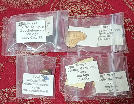 Assorted Fossils - Bagged & Tagged