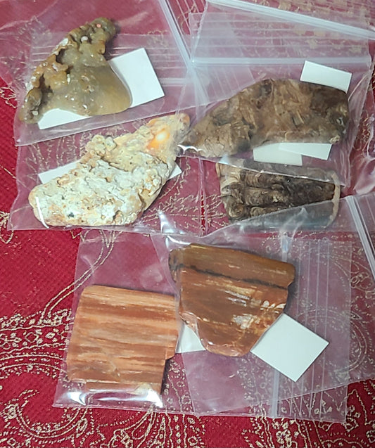 Assorted Fossils - Bagged & Tagged