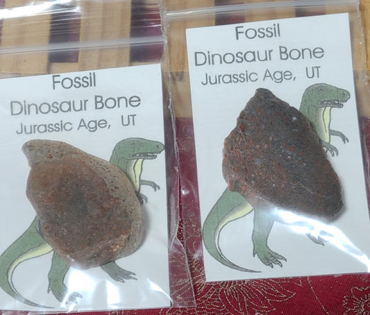 Large Fossil Dino Bones