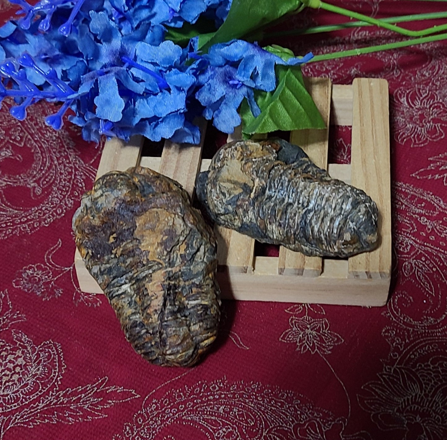 Trilobite Fossils