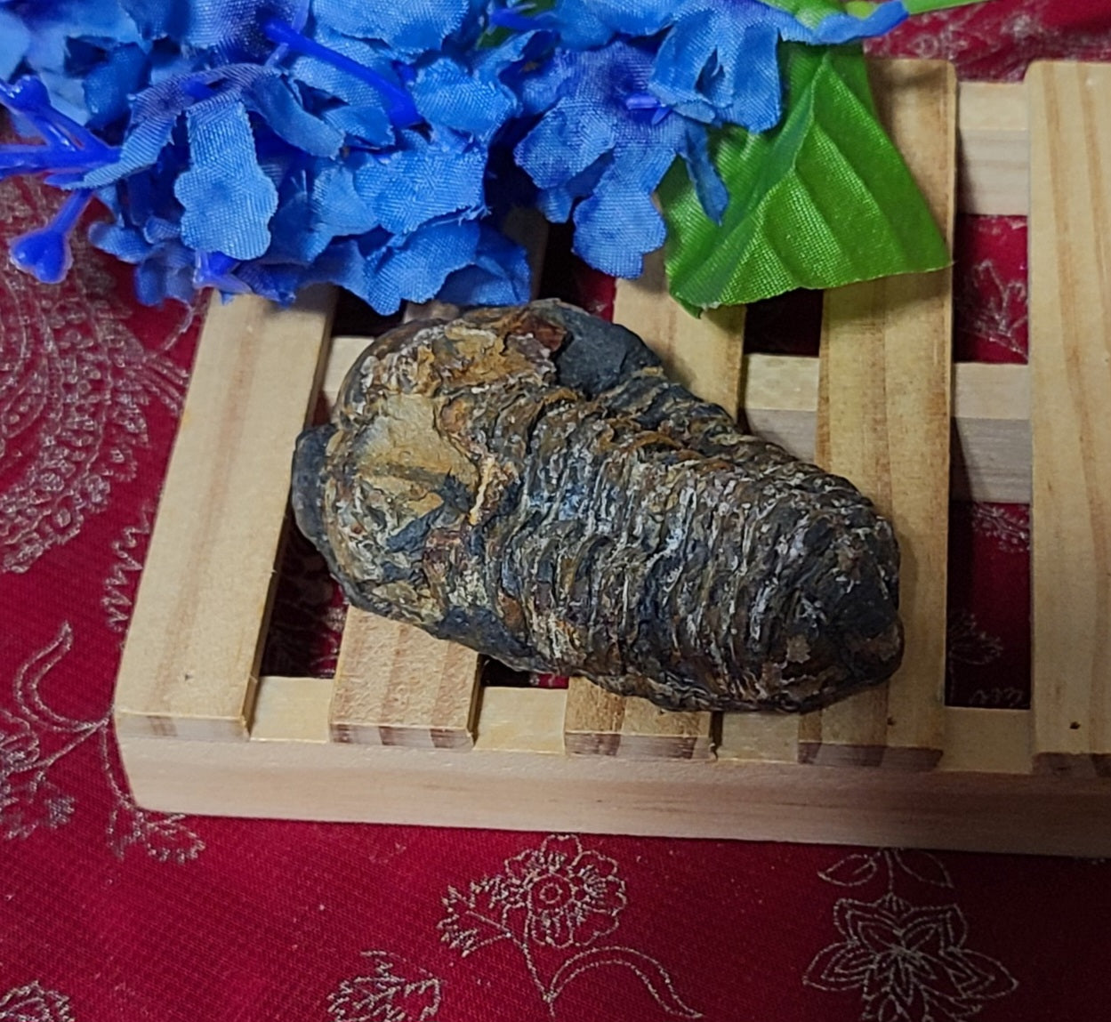 Trilobite Fossils