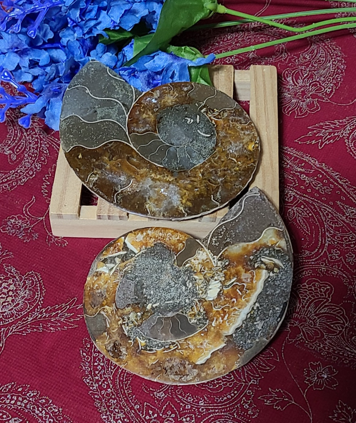 Extra-large Ammonite Fossils