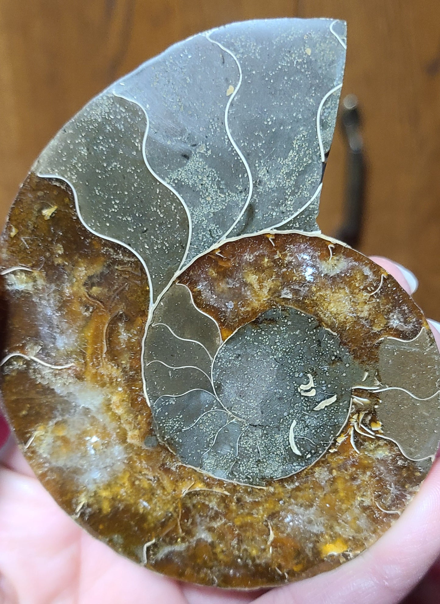 Extra-large Ammonite Fossils