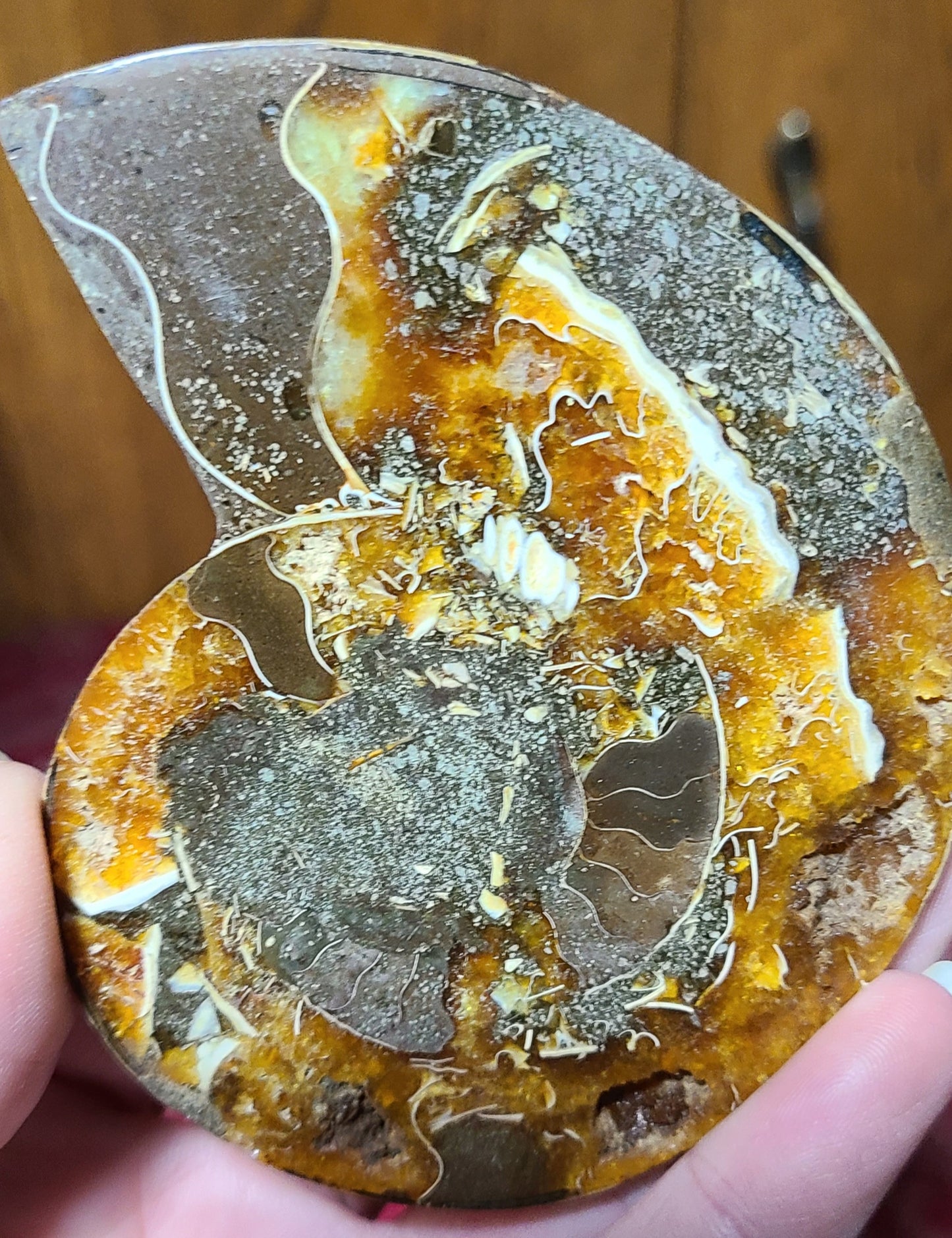 Extra-large Ammonite Fossils