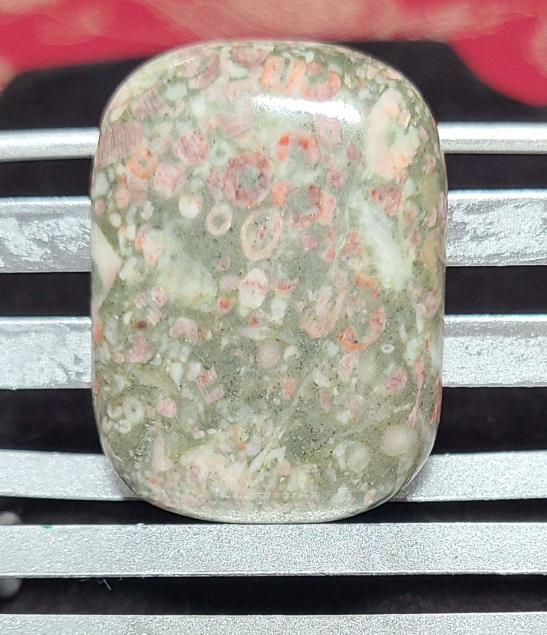 Indonesian Orbicular Shell Fossil Jasper Palmstones