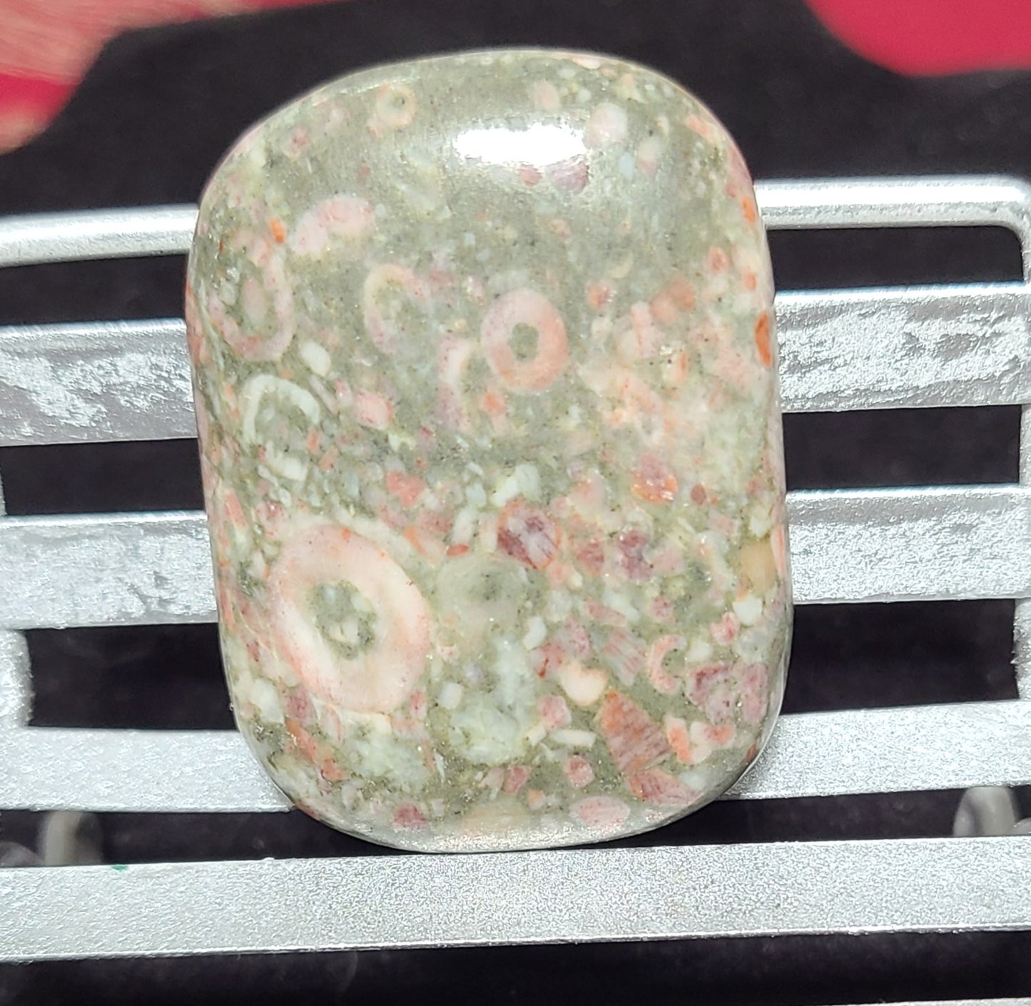 Indonesian Orbicular Shell Fossil Jasper Palmstones