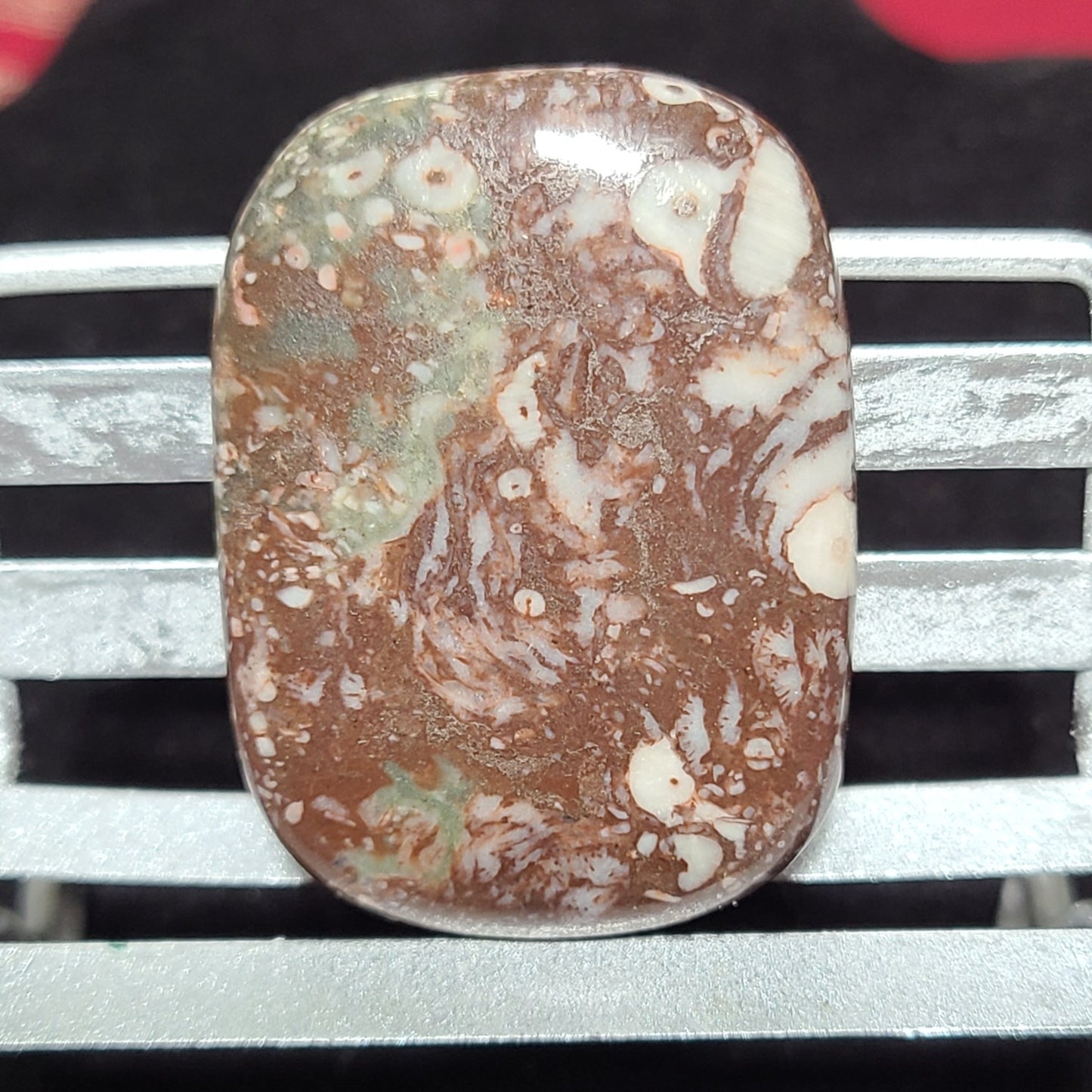 Indonesian Orbicular Shell Fossil Jasper Palmstones