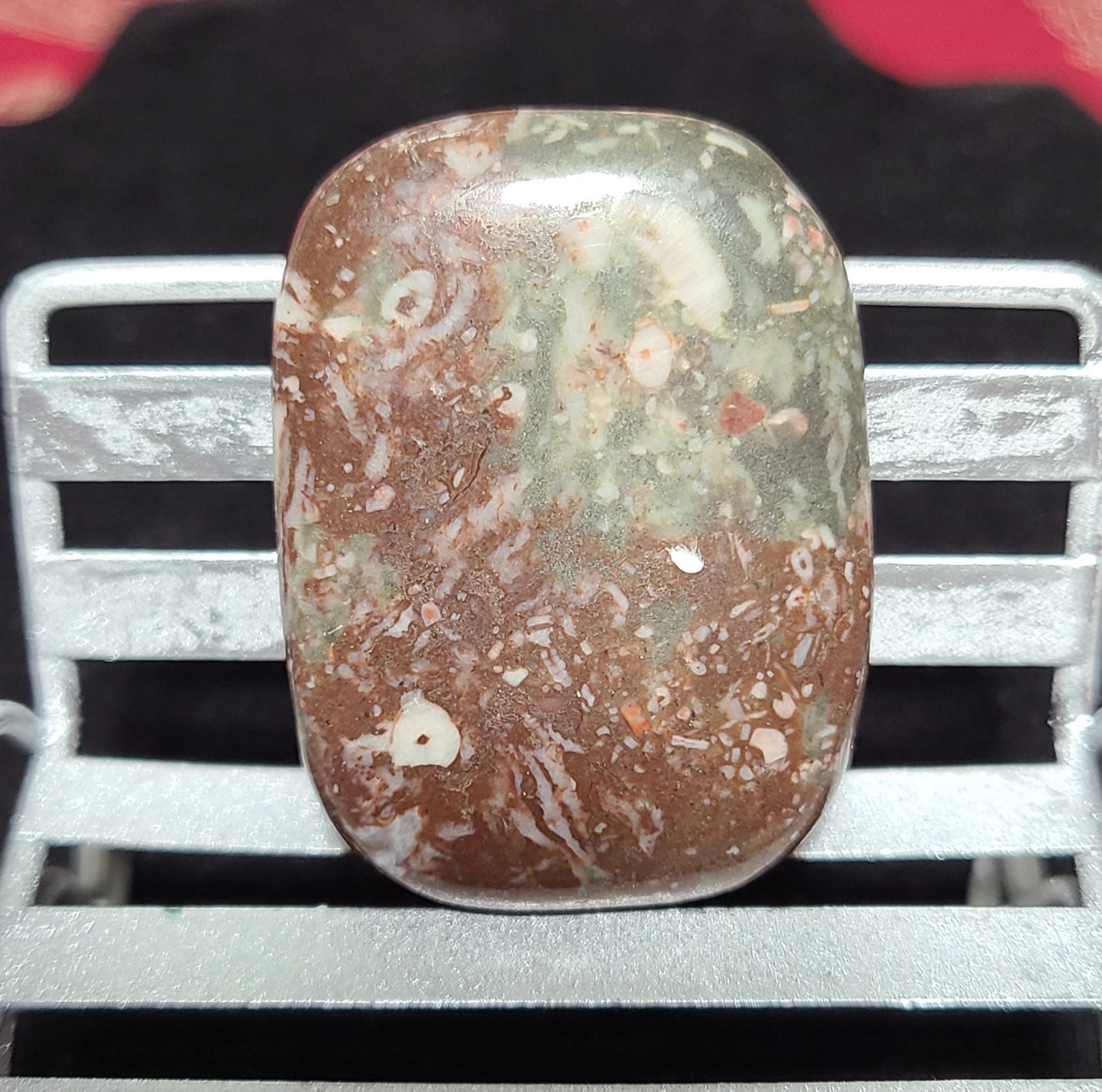 Indonesian Orbicular Shell Fossil Jasper Palmstones