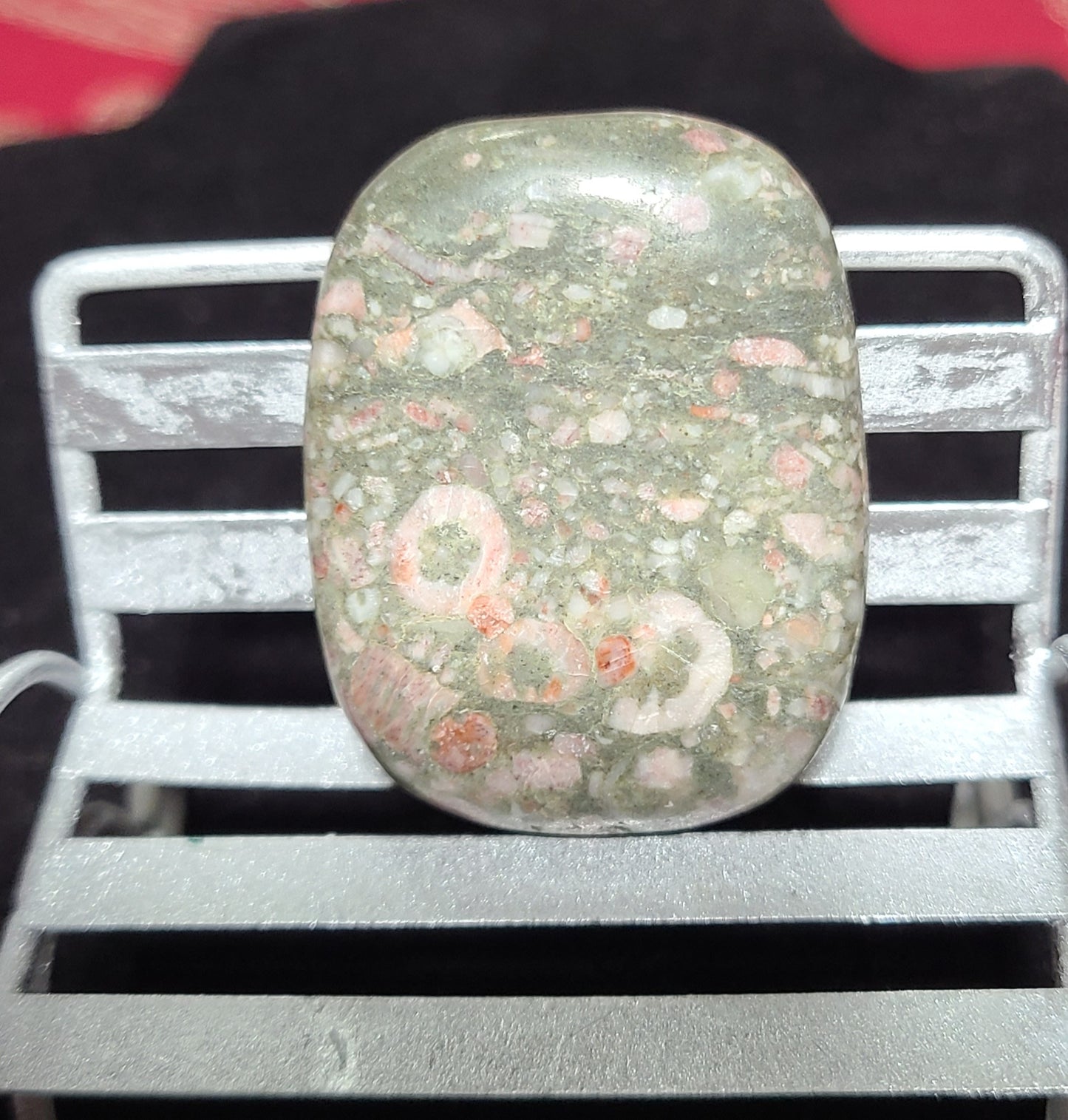 Indonesian Orbicular Shell Fossil Jasper Palmstones