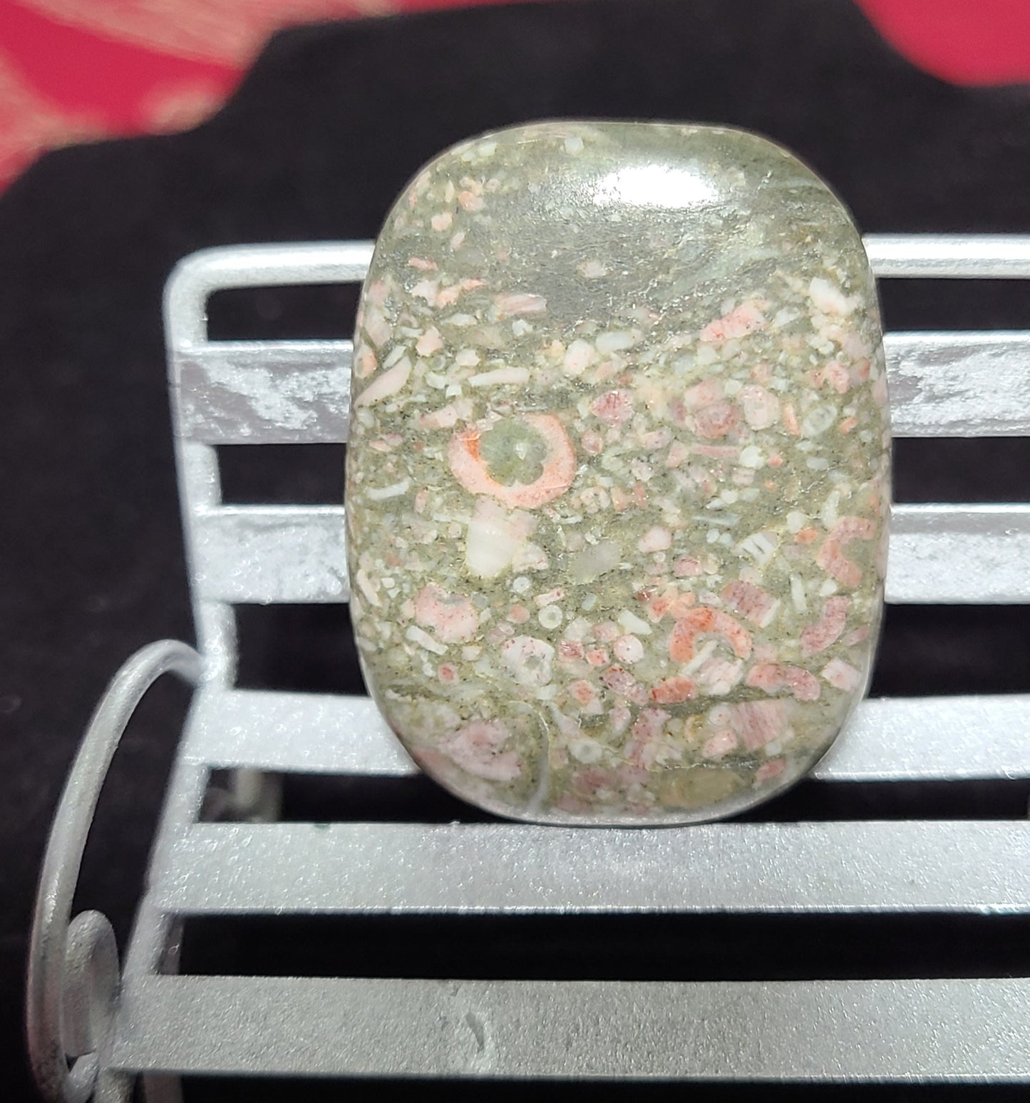 Indonesian Orbicular Shell Fossil Jasper Palmstones