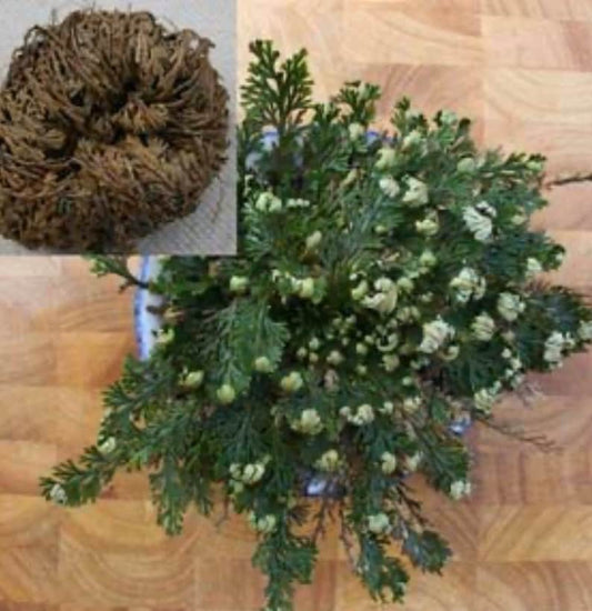 Rose of Jericho / Resurrection Flower