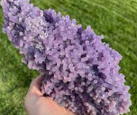 Rare Grape Agate Specimens